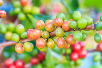 Arabica coffee beans on tree 