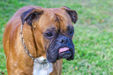 Obraz premium Hund Boxer