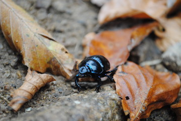 scarabée en forêt