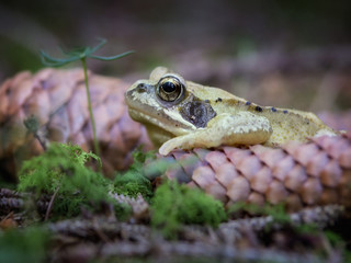 Grasfrosch, rana temporaria