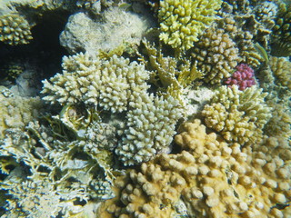 coralli e mondo sommerso red sea © paolo