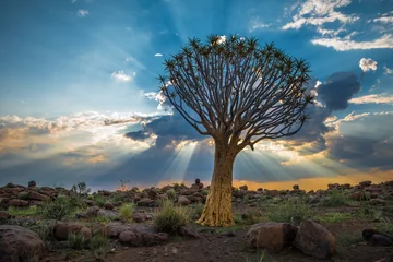 Fotobehang De kokerboom, of aloë dichotoma, Keetmanshoop, Namibië © javarman