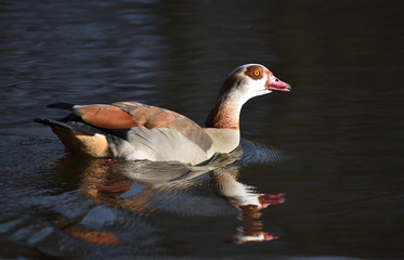 Nilgans im See