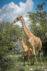 Giraffes in Etosha national park, Namibia