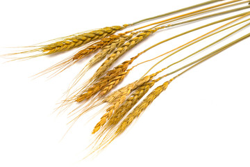 paddy on a white background