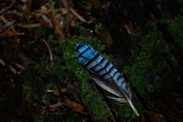 plume de geai en for&ecirc;t