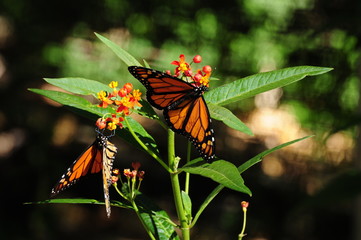 Monarch Butterfly