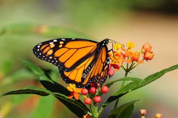 Monarch Butterfly