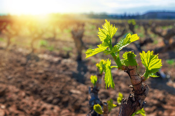 New grapevines sprouts growing in vineyard. © karelnoppe