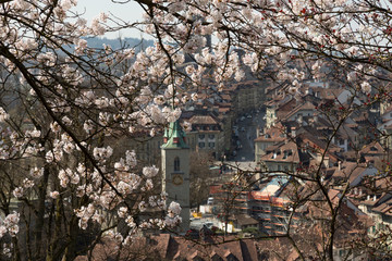 Fototapeta na wymiar Cherry Blossoms and Berns Old City