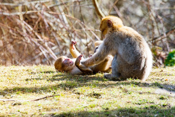 Little Berber monkeys fight together