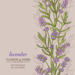 lavender vector  background