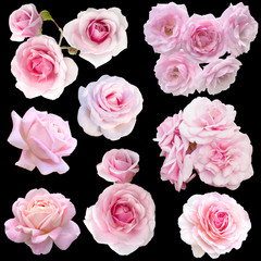 collage of delicate pink roses