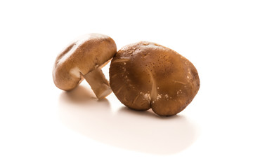 mushrooms on a white background