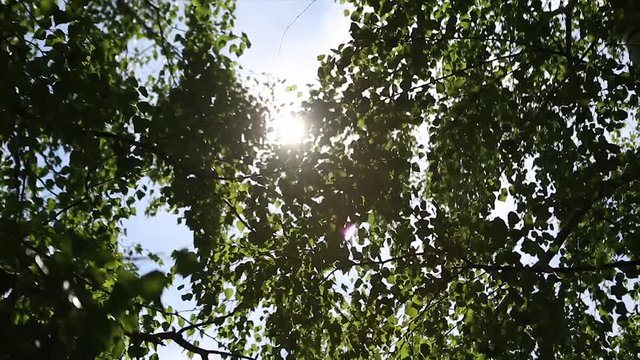 autumn landscape of the birch woods ,sunlight behind birch tree. The sun behind birch. Birch leaves. Footage of birch leaves facing the reality called autumn. Footage taken during partly sunny day. A