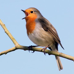 Fototapeta premium Europejski Robin (Erithacus rubecula) w piosence