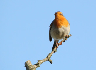 European Robin (Erithacus rubecula) posing on a branch