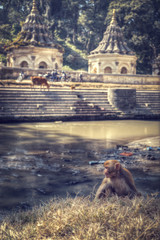 Fototapeta premium Monkeys in Pashupatinath