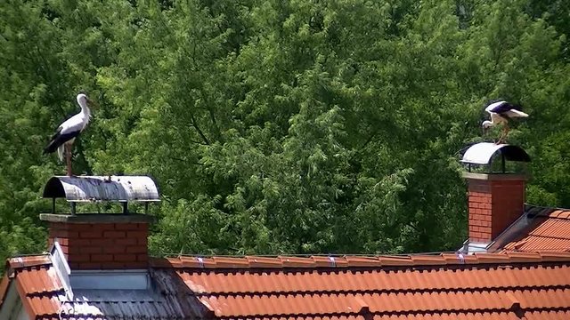 Kamine auf den D&auml;chern sind bei den Wei&szlig;st&ouml;rchen begehrte Pl&auml;tze (Totale)