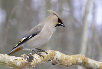The Waxwing on pine branch. 