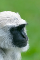 Affe Kopf silberrücken