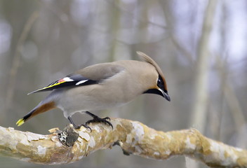 The Waxwing on pine branch. 