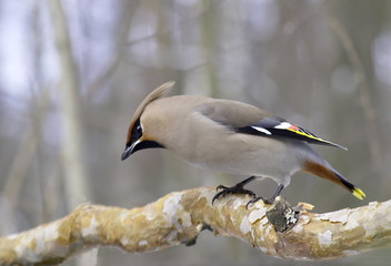 The Waxwing on pine branch. 
