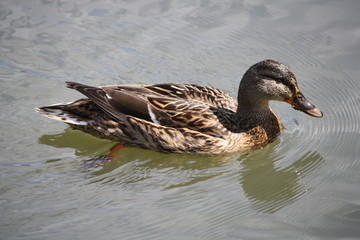 Canard pilet