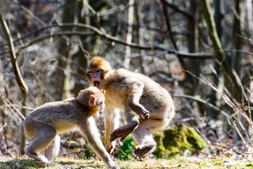Little Berber monkeys fight together