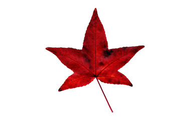 rost rotes Ahornblatt im Herbst