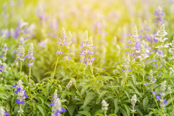 Lavender flowers in the green field with sunlight for warm spring season to refresh on relaxing moment, selective focus