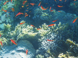 mondo sommerso © paolo