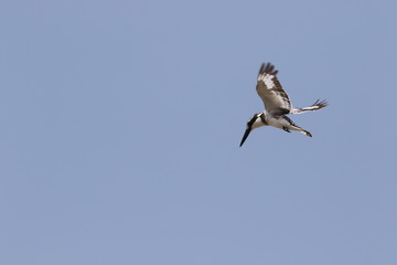 martin pêcheur oiseau poisson chasse gambie gambia