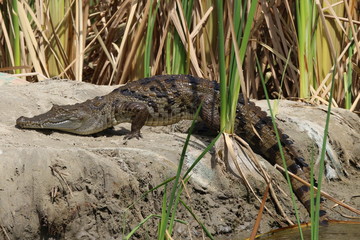 crocodile gambie gambia