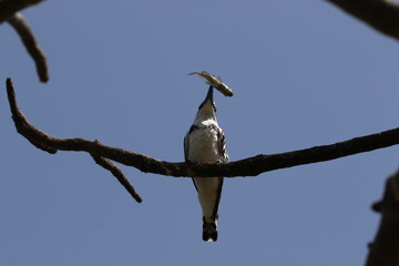 martin pêcheur oiseau poisson chasse gambie gambia