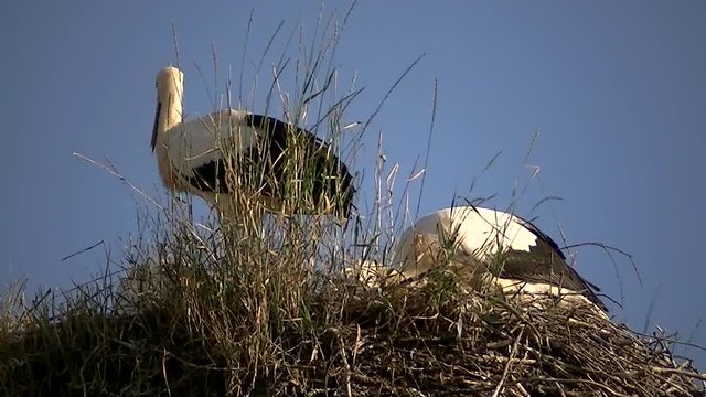 Der Kot wird vom Jungstorch am Rand des Nestes ausgeschieden (Gro&szlig;aufnahme)