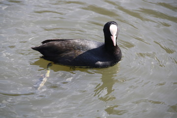 Foulque macroule 