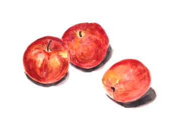 Watercolor hand drawn set of red apples isolated on white background. Organic products for the design of healthy food.