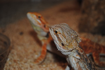 Lézards dans terrarium