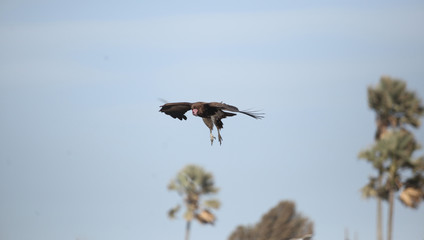 vulture flying in blue sky