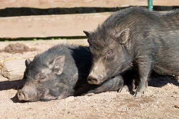 Schwein / Schwein in einem Tierpark