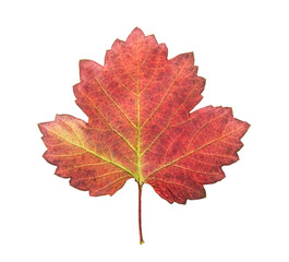 Pressed and dried leaf golden currant, isolated