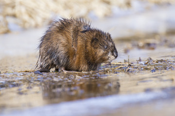 Muskrat in spring