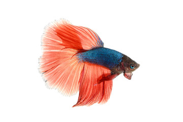 Siamese fighting fish isolated on white background., Betta fish.