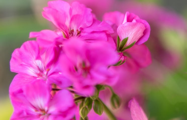 Fototapeta na wymiar Pink Gardenia