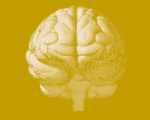 Engraving brain illustration in front view on yellow BG