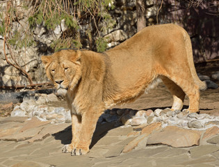 Asiatic lion (Panthera leo persica) stands