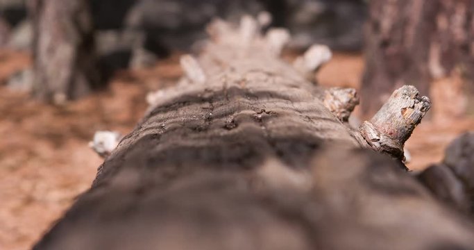 Fallen log on ground of forest.
