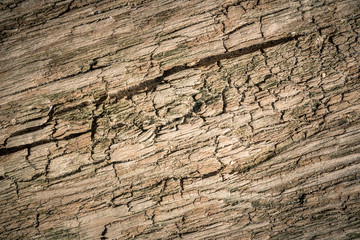 Natural wood Texture. Close-up photo