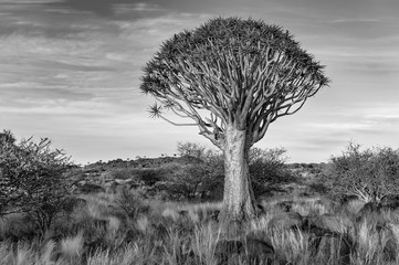 quiver tree namibia black and white